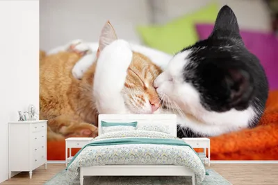 Produktbild von MuchoWow® Fototapete für Wohnzimmer oder Schlafzimmer Wandtapete Vinyl Motivtapete Katzen - Kuscheltier - Animal Day - 330x220 cm - Fototapeten