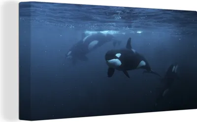 Produktbild von MuchoWow® - Leinwandbilder - Orcas unter Wasser, Wandbild, Wanddeko Bilder Wohnzimmer, 40x20 cm