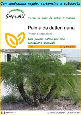 Immagine prodotto di SAFLAX Set regalo - Palma da datteri nana - 25 semi - Phoenix