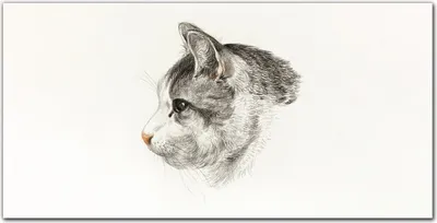 Produktbild von Coloray - Bild aus Glas - Glasbilder - 100 x 50 cm - Küche Wanddekoration Dekoration Wohnzimmer Gehärtetes Glas Glasblock mit Bild - Haustier Katze