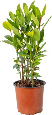 Image de Bloomique - Laurus Nobilis - Laurier-sauce - Plantes de jardin - Rustique - Hauteur 40-50 cm - Pot 15 cm