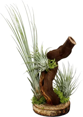 Produktbild von Tillandsien auf Wurzelbaum - 3 Pflanzen