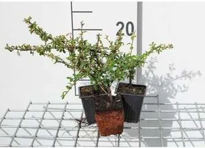 Produktbild von 12 x Cotoneaster suec. 'Skogholm' - Skogholm-Zwergmispel - Topf 9 cm x 9 cm