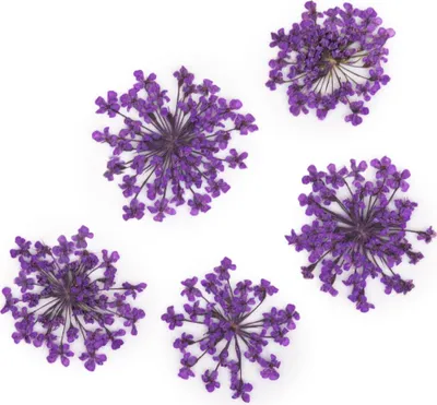 Image de MollyLac Fleurs séchées lilas nail art, 5 pièces
