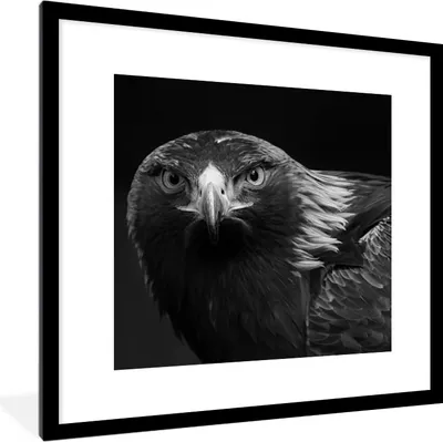 Produktbild von MuchoWow® Gerahmtes Poster Bussard - Vogel - Tiere - Schwarz - Weiß 40x40 cm - Poster mit Schwarzem Bilderrahmen Wandposter Rahmen Foto Bilder - Poster - Plakat im Rahmen