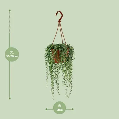 Produktbild von Erbsenpflanze Senecio Herreianus Zimmerpflanze Ø12cm 20cm hoch pflegeleicht