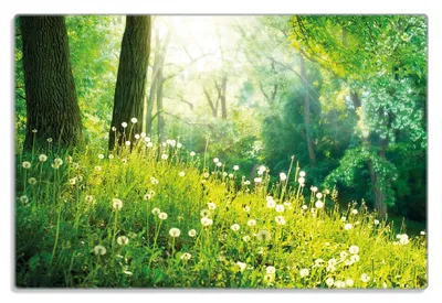 Produktbild von Wallario Frühstücksbrettchen aus Glas 20 x 30 cm mit rutschfesten Füßen, Motiv Pusteblumen im Wald mit einfallenden Sonnenstrahlen