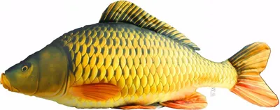 A plush toy fish on a white background.