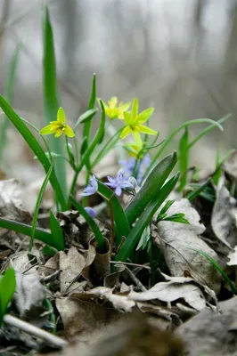 Produktbild von Scilla bifolia, Zweiblättriger Blaustern, blau, ca. 9x9 cm Topf