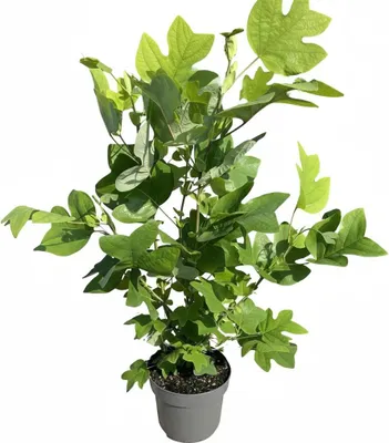Produktbild von Liriodendron tulipifera, Tulpenbaum, 80–100 cm