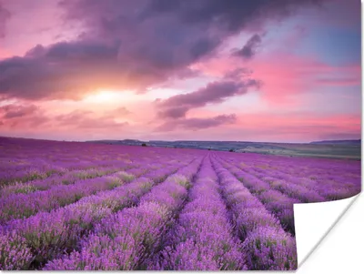 Produktbild von MuchoWow® Poster Lavendel - Lila - Wolken - Blumen 120x90 cm - Wandbild