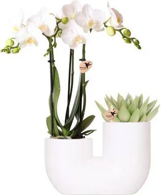 Produktbild von Orchidee Amabilis Weiß und Sukkulente im Tube Topf Ø9cm Pflanzset Zimmerpflanze