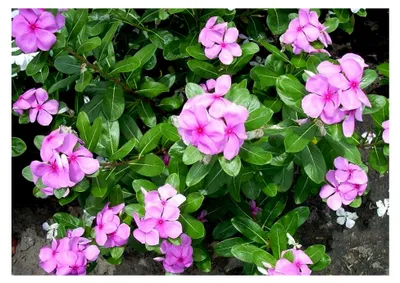 Produktbild von Madagaskar Immergrün - Catharanthus roseus - 100+ Samen