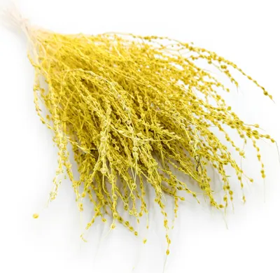 Produktbild von Lepidium (Lepidium sativum) - Gelb