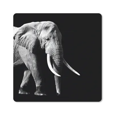 Produktbild von MuchoWow® Mauspad Mousepad Elefant - Zähne - Tiere - Schwarz - Weiß 20x20 cm - Mousepads - Maus Mat - Pad - Mausunterlage - Desk Mat - Bureauartikeln