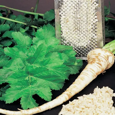 Image de Armoracia Chrzan Racine commune 1 pièce plants de raifort plant