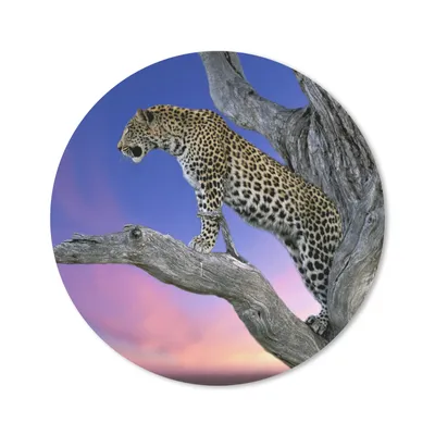 Produktbild von MuchoWow® Mauspad Mousepad Leopard - Baum - Zweig 30x30 cm - Mousepads - Maus Mat - Pad - Mausunterlage - Tischunterlage - Schreibtischmatten