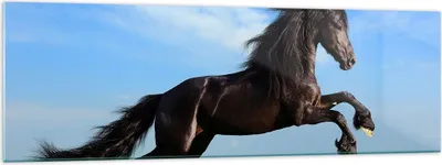 Produktbild von Bilder auf glas - Schwarzes Pferd Pferd Galopp - 160x50cm - Glasbilder - Wandbilder - Kunstdruck - zum Aufhängen bereit - Wanddekoration aus Glas - Glas Bilder - Wandbild auf Glas - GAB160x50-0495