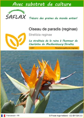 Image de SAFLAX  - Oiseau de paradis (reginae) - 5 graines - Avec substrat - Strelitzia