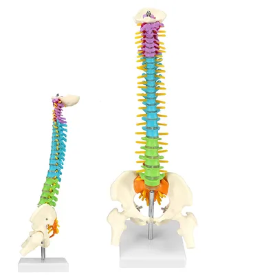Produktbild von Anatomische Modelle, Wirbelsäulenmodell, 45 cm großes Farbmodell der menschlichen Wirbelsäule, Zum Lehren und Erklären, Ornamente