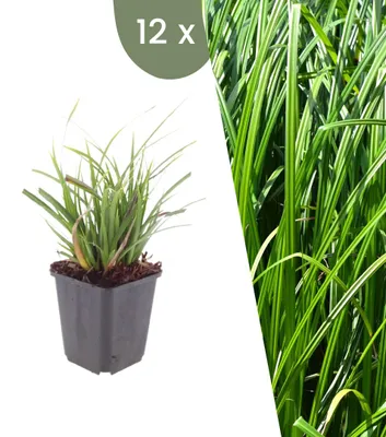 Image de Plants by Frank | 12 Plantes de carex du Japon | Carex morrowii | Graminées ornementales rustiques | Plantes vivaces | Plantes de jardin