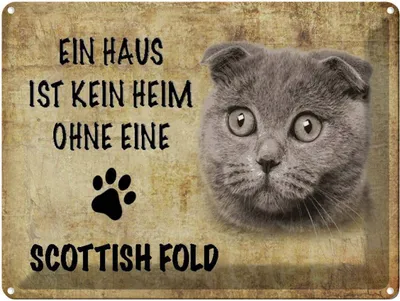 Produktbild von vianmo Blechschild 30x40 cm Scottish Fold Katze