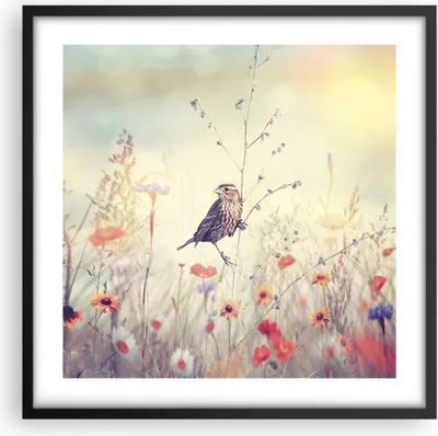 Produktbild von Gerahmtes Poster - Schwarzer Rahmen - Vogel Wildschwein Wiese - 50x50 cm - Wand Bild - Wanddeko - Wandbilder - Wandposter - Bilderrahmen - Bilder - Kunstdruck - Wandbild - P2BAC50x50-4279