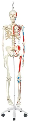 Lebensgroßes Anatomie-Skelett mit Muskelmarkierungen, Hängestativ