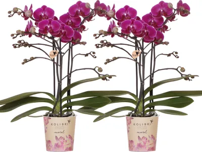 Produktbild von COMBI DEAL von 2 lila Phalaenopsis Orchideen - Topfgröße Ø9cm | blühende Zimmerpflanze - frisch vom Züchter