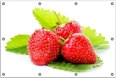 Produktbild von Wallario Outdoor-Poster für Garten oder Balkon, Motiv Frische rote Erdbeeren für die Küche, in ca. 80 x 120 cm