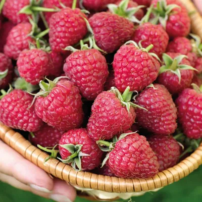 Produktbild von Rote Himbeere mit doppelter Fruchtbildung 2L