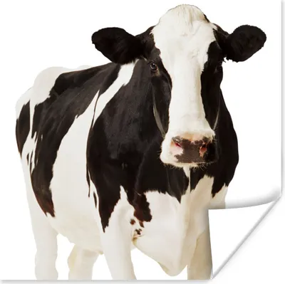 Produktbild von MuchoWow® Poster Kuh - Weiß - Schwarz - Tiere 75x75 cm - Wand Dekoration