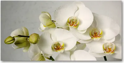 Imagen del producto de Tulup® - Cuadro sobre lienzo - 120x60 cm - Arte para la pared - Impresiones sobre lienzo - Impresión en lienzo - Flores y plantas - Blanco - Orquídea blanca
