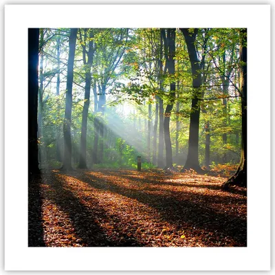 Produktbild von Poster - Poster ohne Rahmen - Wald Blätter Sonne - 40x40 cm - Wand Bild - Wanddeko - Wandbilder - Kunstposter - Wandposter - Bilder - Kunstdruck - Wanddekoration - Wandbild - P2XAC40x40-0136