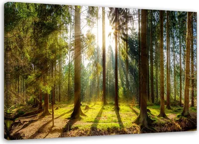 Zdjęcie produktu dla Obraz na płótnie, Promienie w słonecznym lesie 60x40 cm Feeby zielony obraz na ścianę gotowy do powieszenia