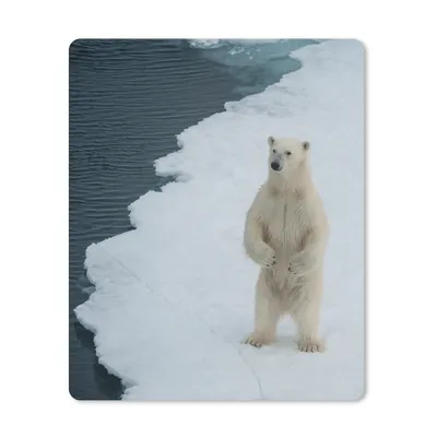 Produktbild von MuchoWow® Mauspad Mousepad Eis - Eisbär - Winter 30x40 cm - Mousepads - Maus Mat - Pad - Mausunterlage - Mausmatten