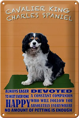 Produktbild von Blechschild Spruch 20x30cm Cavalier King Charles Spaniel orange