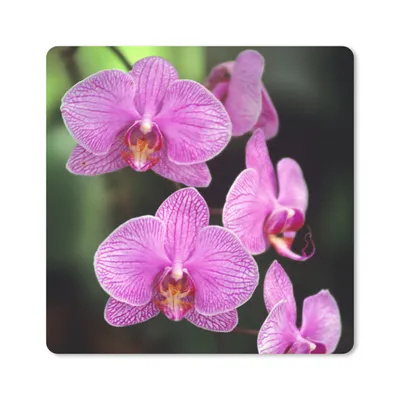 Produktbild von MuchoWow® Mauspad Mousepad Rosa Orchidee 20x20 cm - Mousepads - Maus Mat - Pad - Mausunterlage - Desk Mat - Bureauartikeln