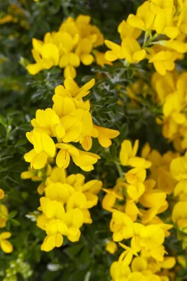 Produktbild von Genista 'Porlock', Ginster, gelb, 20–30 cm