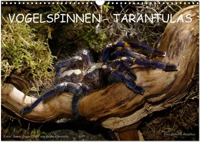 Produktbild von Vogelspinnen - Tarantulas (Wandkalender 2026 DIN A3 quer), CALVENDO Monatskalender