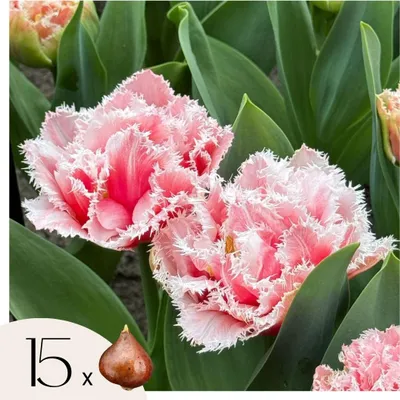 Produktbild von Tulpenzwiebeln - 15 Stk - Tulipa 'Queensland' - Blumenzwiebeln - Rosa