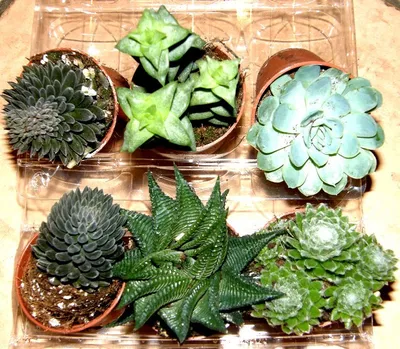 Produktbild von Sukkulentenmix 6 Sukkulenten mindestens 3 verschiedene Sorten für Terrarien und Paludarien, Sukkulente
