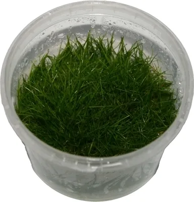 Produktbild von 3 Dosen Elocharis parvula invitro, Nadelsimse, Wasserpflanzen steril angezogen