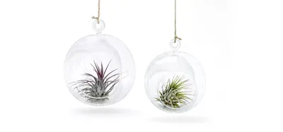 Produktbild von Glaskugel mit Luftpflanze 2er Set