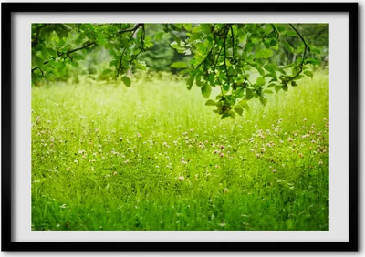 Produktbild von Bild - Bilder - Bilderrahmen - 70 cm x 50 cm - MDF-Rahmen, Wandkunst grüne Wiese