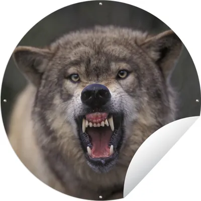 Produktbild von MuchoWow® Gartenposter Outdoor-Poster Rund Wolf - Maul - Zähne Ø 60 cm Gartendeko Rundes Poster draußen