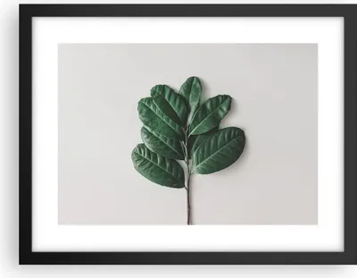 Produktbild von Gerahmtes Poster - Schwarzer Rahmen - Blätter Pflanzen Botanik - 40x30 cm - Wand Bild - Wanddeko - Wandbilder - Kunstposter - Wandposter - Bilderrahmen - Bilder - Kunstdruck - P2BAA40x30-4956