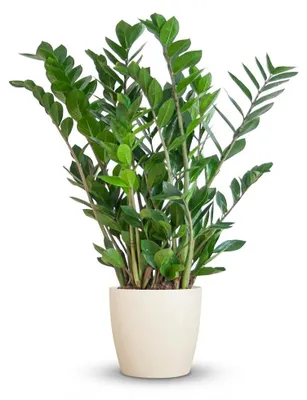 Image de Zamioculcas Zamiifolia avec Viber blanc - 70-80cm - Ø21cm - Plante d'intérieur - Vert persistant