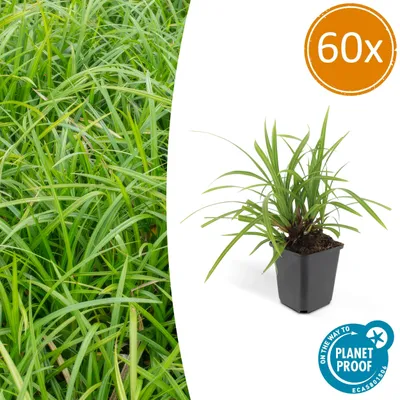 Obrázok produktu pre Okrasná tráva – japonská ostrice – Carex morrowii 'Irish Green' – 9 cm kvetináč – sada 60 rastlín