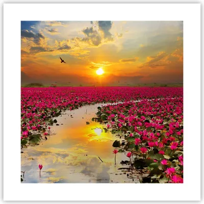 Produktbild von Poster - Poster ohne Rahmen - See Blumen - 40x40 cm - Wand Bild - Wanddeko - Wandbilder - Kunstposter - Wandposter - Bilder - Kunstdruck - Wanddekoration - Wandbild - P2XAC40x40-3769